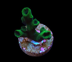 Tubastraea micranthus (frag)