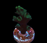 Tubastraea micranthus (frag)