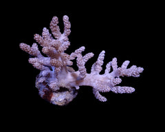 Capnella spp. (frag)