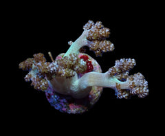 Capnella spp. (frag)