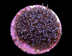 Galaxea spp. (Common) (frag)