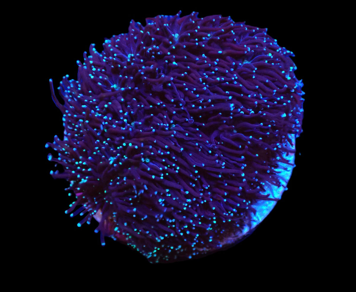 Galaxea spp.