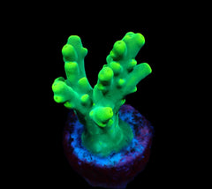 Acropora caroliniana (frag)