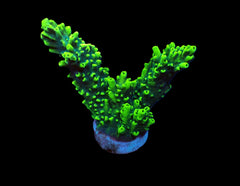 Acropora robusta (frag)