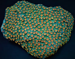 Cyphastrea spp. (Ultra)