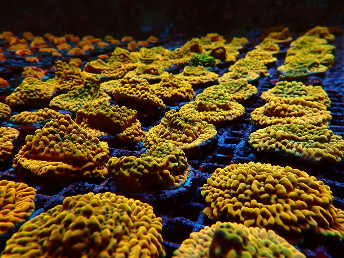 Montipora danae (Ultra) (frag)