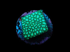 Leptastrea spp. (Premium) (frag)
