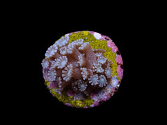 Alveopora spp. (frag)