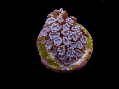 Alveopora spp. (frag)