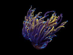 Euphyllia glabrescens (Gold Torch) (p/h)
