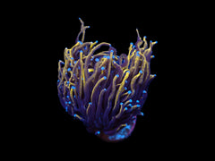 Euphyllia glabrescens (Gold Torch) (p/h)