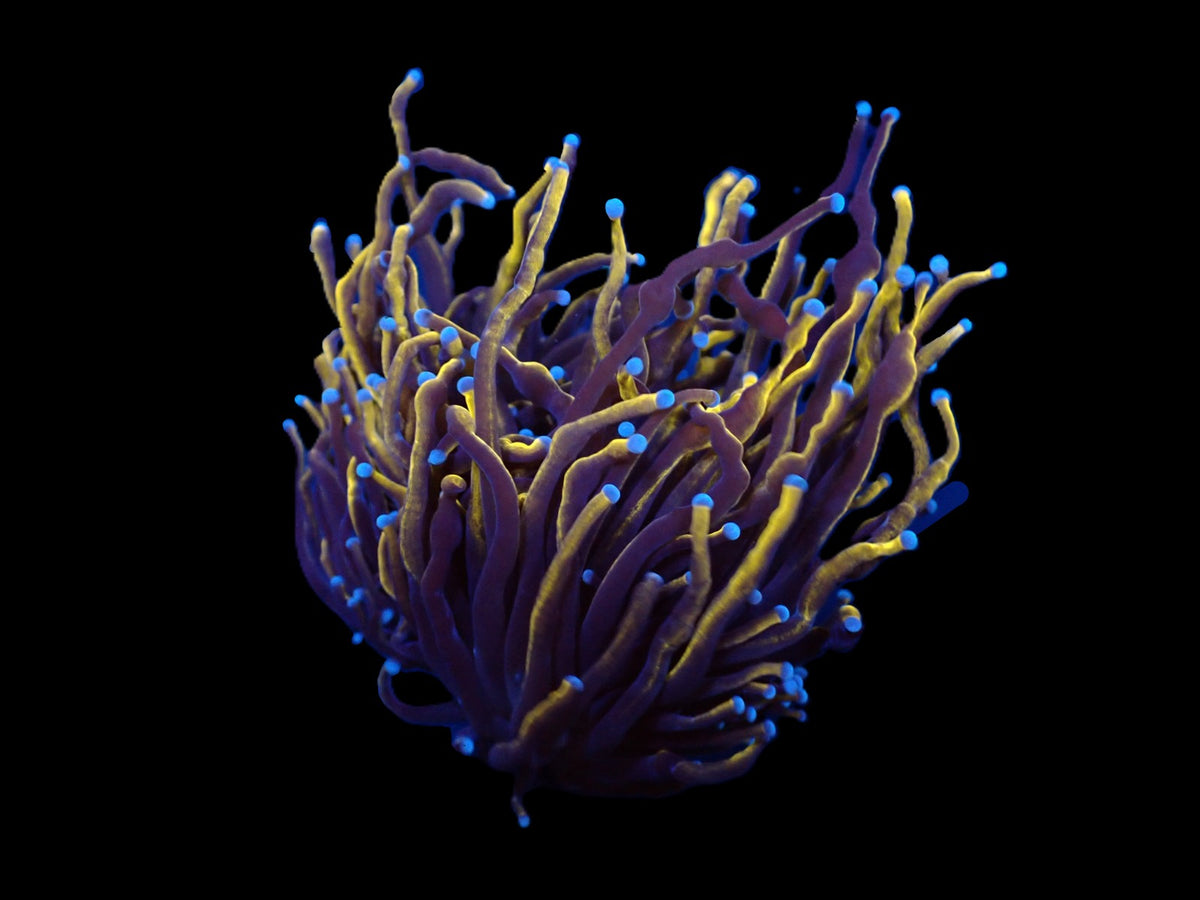Euphyllia glabrescens (Gold Torch) (p/h)
