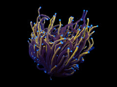 Euphyllia glabrescens (Gold Torch) (p/h)