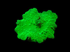 Sinularia dura (Green)