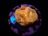 Acanthastrea bowerbanki (Premium) (frag)