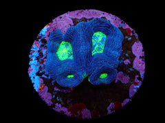 Acanthastrea bowerbanki (Premium) (frag)
