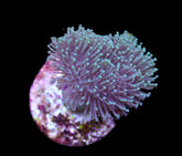 Sarcophyton spp. (frag)