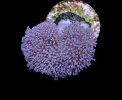 Sarcophyton spp. (frag)