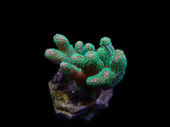Stylophora pistillata (Green polyp) (frag)