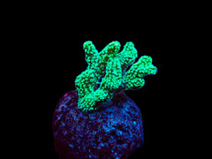 Seriatopora caliendrum (Green) (frag)