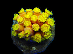 Tubastrea faulkneri (Yellow)