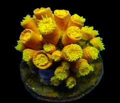 Tubastrea faulkneri (Yellow)