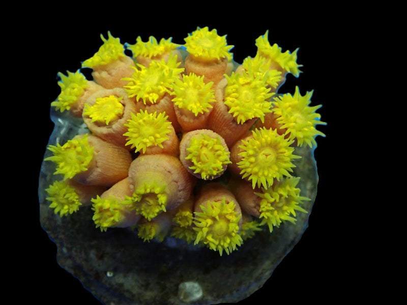 Tubastraea faulkneri (Yellow)