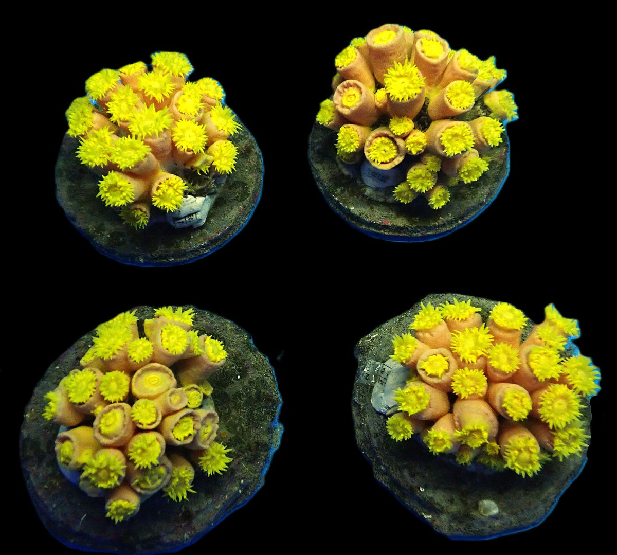 Tubastraea faulkneri (Yellow)