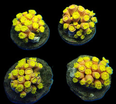 Tubastrea faulkneri (Yellow)