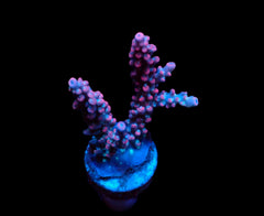 Acropora dendrum (frag)