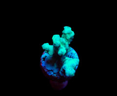 Acropora desalwii (frag)