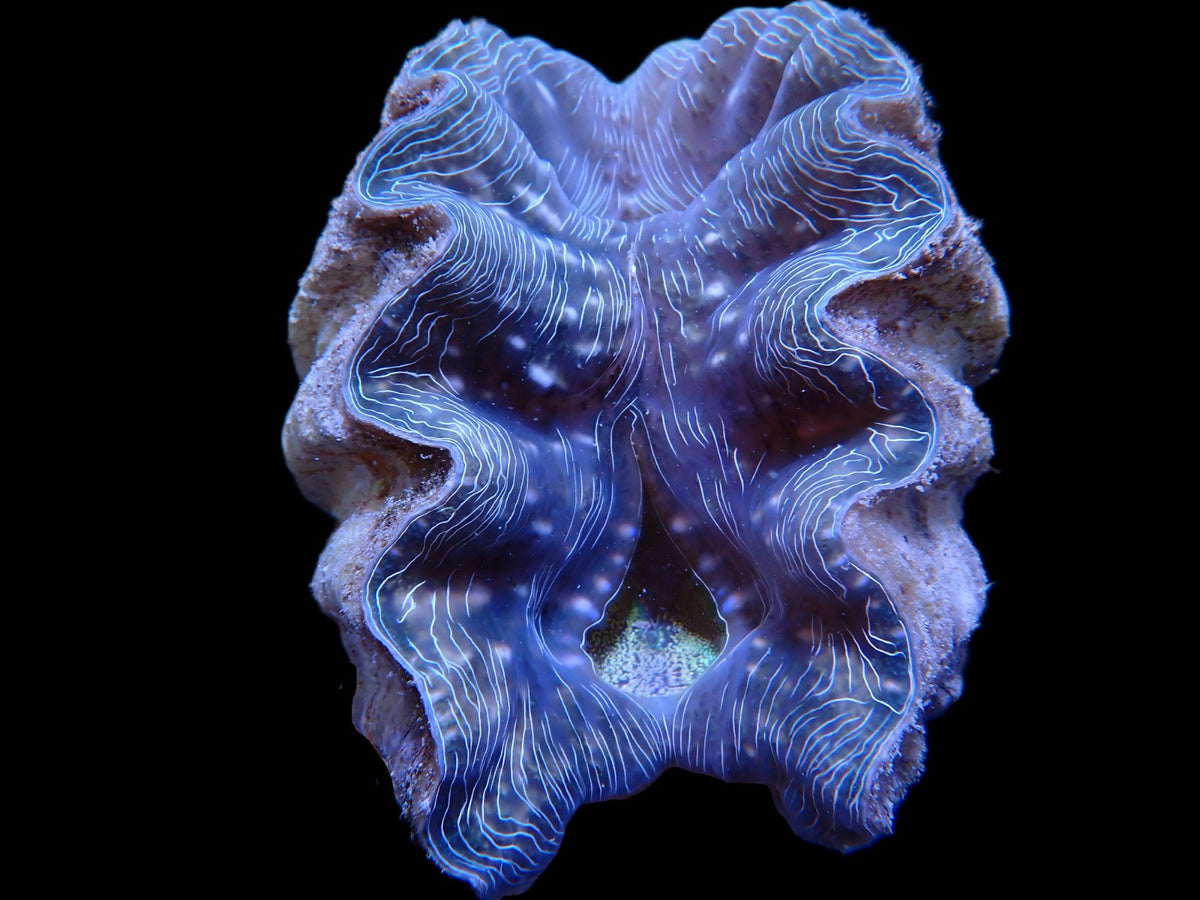 Hippopus hippopus (4-5cm)