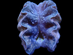 Hippopus hippopus (4-5cm)