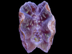 Hippopus porcellanus (10-11cm)