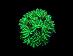 Tubipora musica (Yellow-Green) (frag)