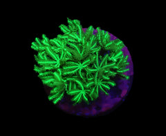 Tubipora musica (Yellow-Green) (frag)