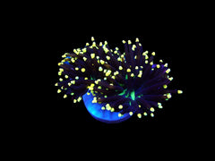 Euphyllia glabrescens (Black Torch)