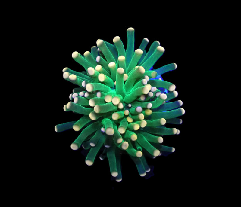 Euphyllia glabrescens (Premium) (1 hd.)