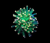Euphyllia glabrescens (Premium) (1 hd.)