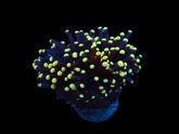 Euphyllia cristata (Premium) (1 hd.)