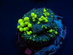 Rhodactis spp. (Bounce Yellow-Green) (per ear)