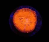 Scolymia australis (Red) (frag)