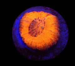 Scolymia australis (Red) (frag)
