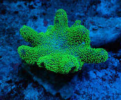 Lobophytum spp. (Fluor Green)