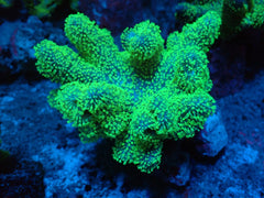 Lobophytum spp. (Fluor Green)