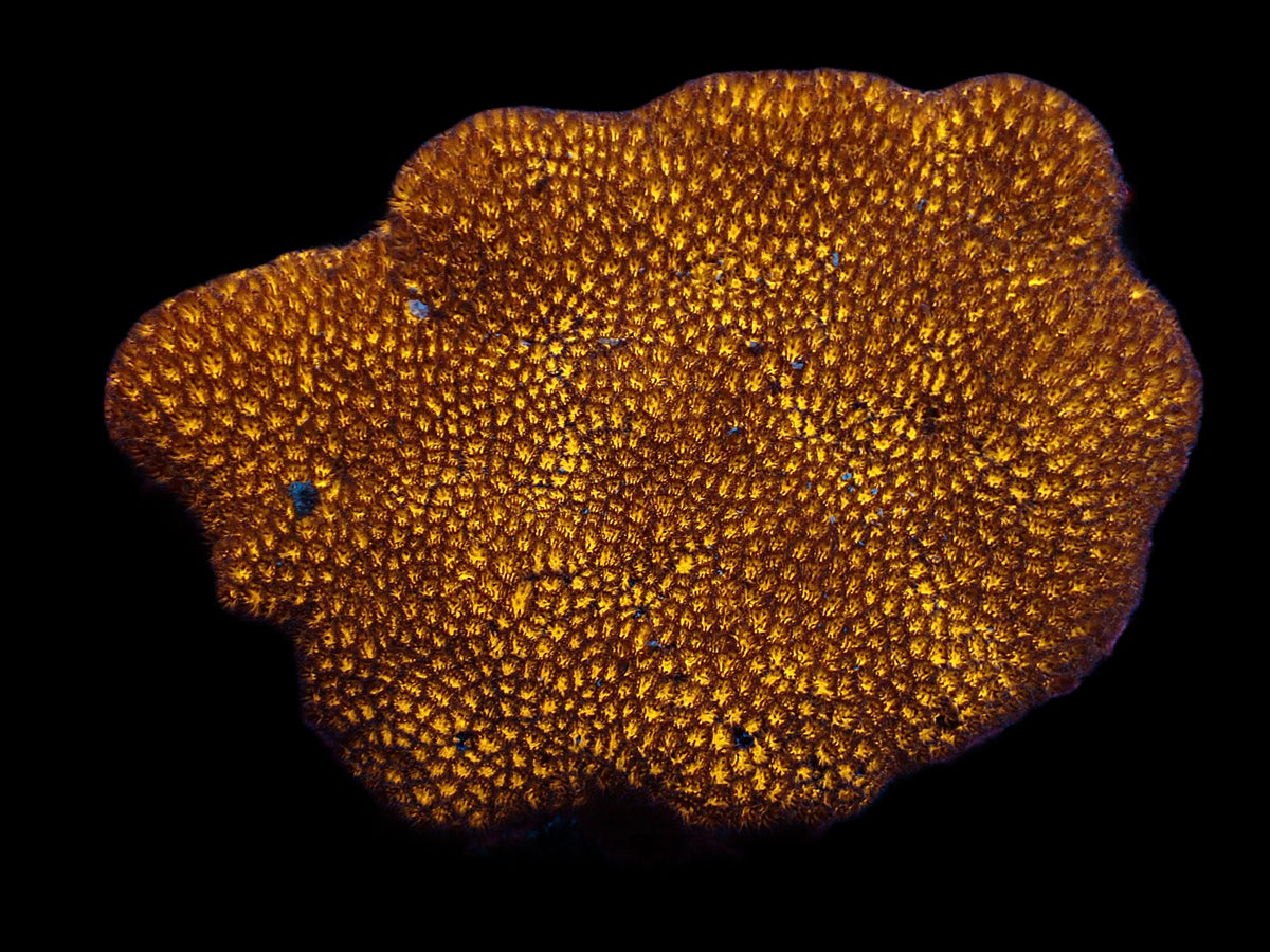 Leptastrea spp. (Premium)