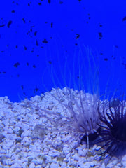 Pachycerianthus spp. (Colored)