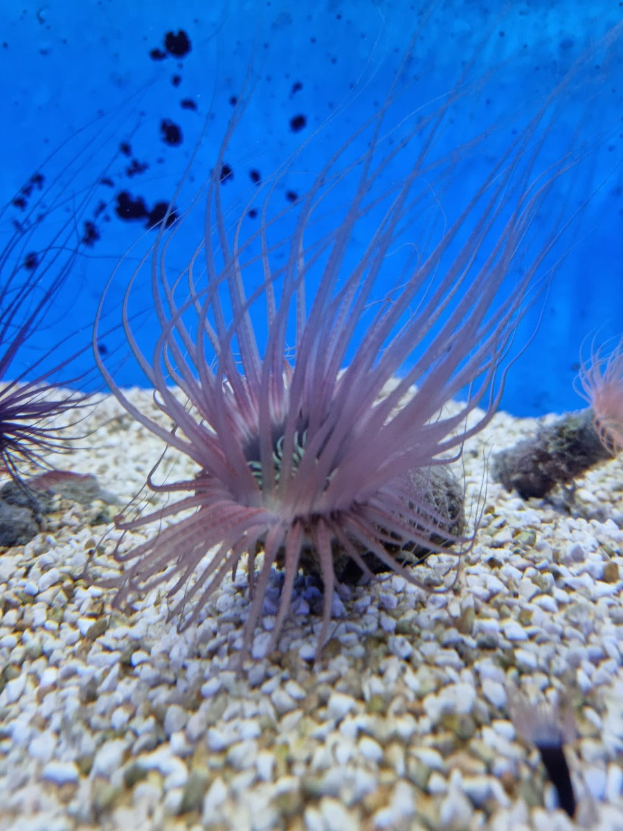 Pachycerianthus spp. (Colored)