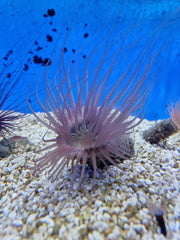 Pachycerianthus spp. (Colored)