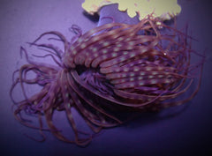 Pachycerianthus spp. (Dark)